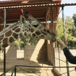 Avanza ampliación del Poliforum León y reporta resultados de 2025