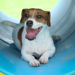 Fuerza León suma más de mil 300 atenciones integrales y capacita a 250 brigadistas