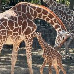 De terrenos abandonados a espacios de convivencia: así avanza la red de parques en León